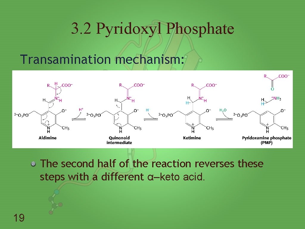 3. 2 Pyridoxyl Phosphate Transamination mechanism: The second half of the reaction reverses these