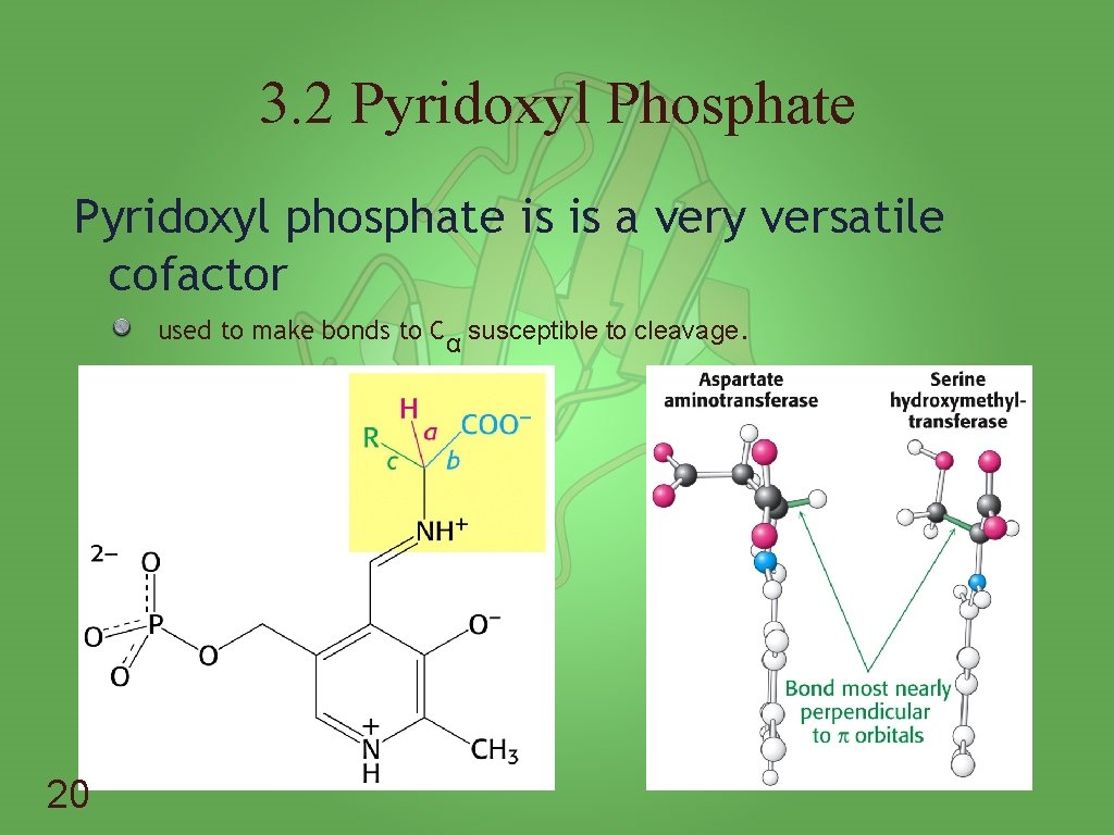 3. 2 Pyridoxyl Phosphate Pyridoxyl phosphate is is a very versatile cofactor used to