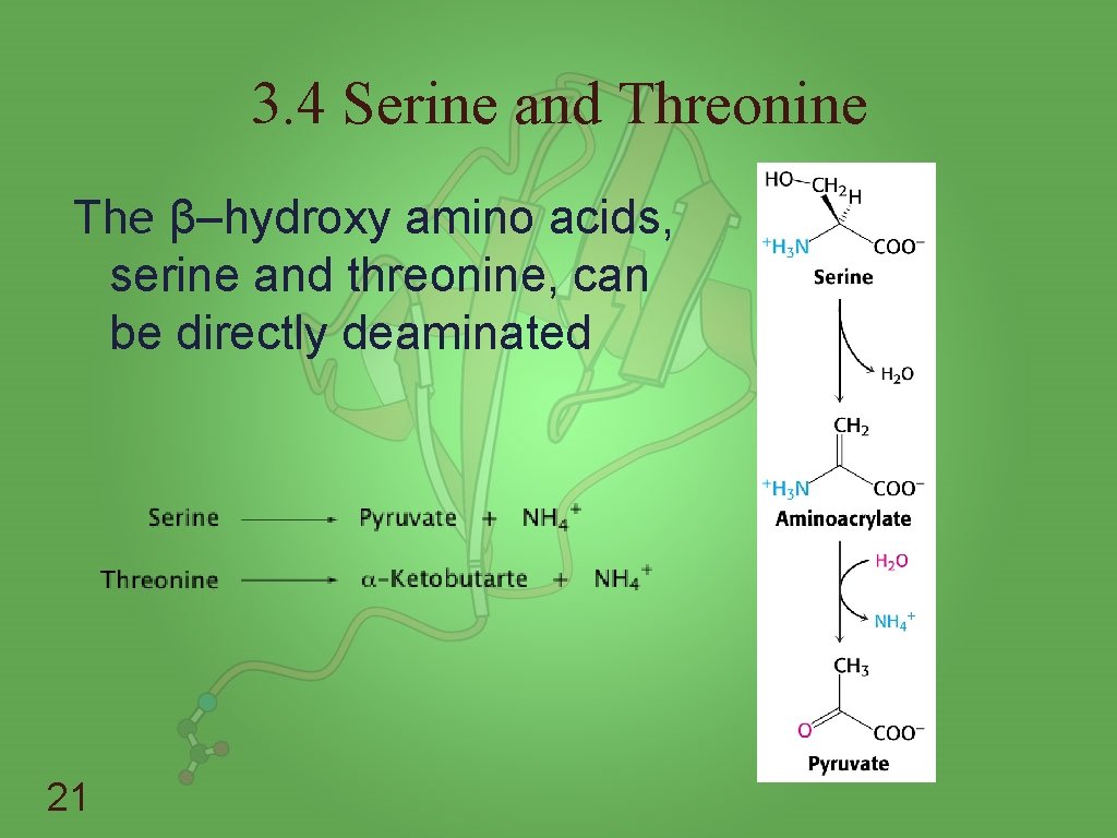 3. 4 Serine and Threonine The β–hydroxy amino acids, serine and threonine, can be