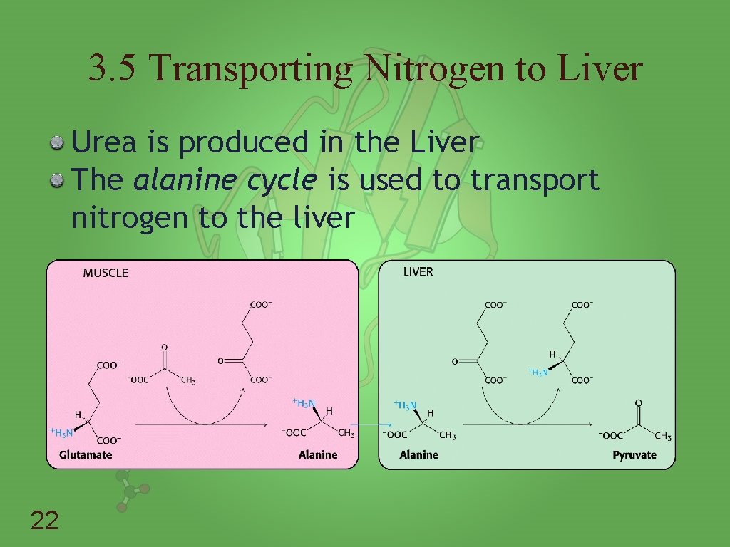 3. 5 Transporting Nitrogen to Liver Urea is produced in the Liver The alanine