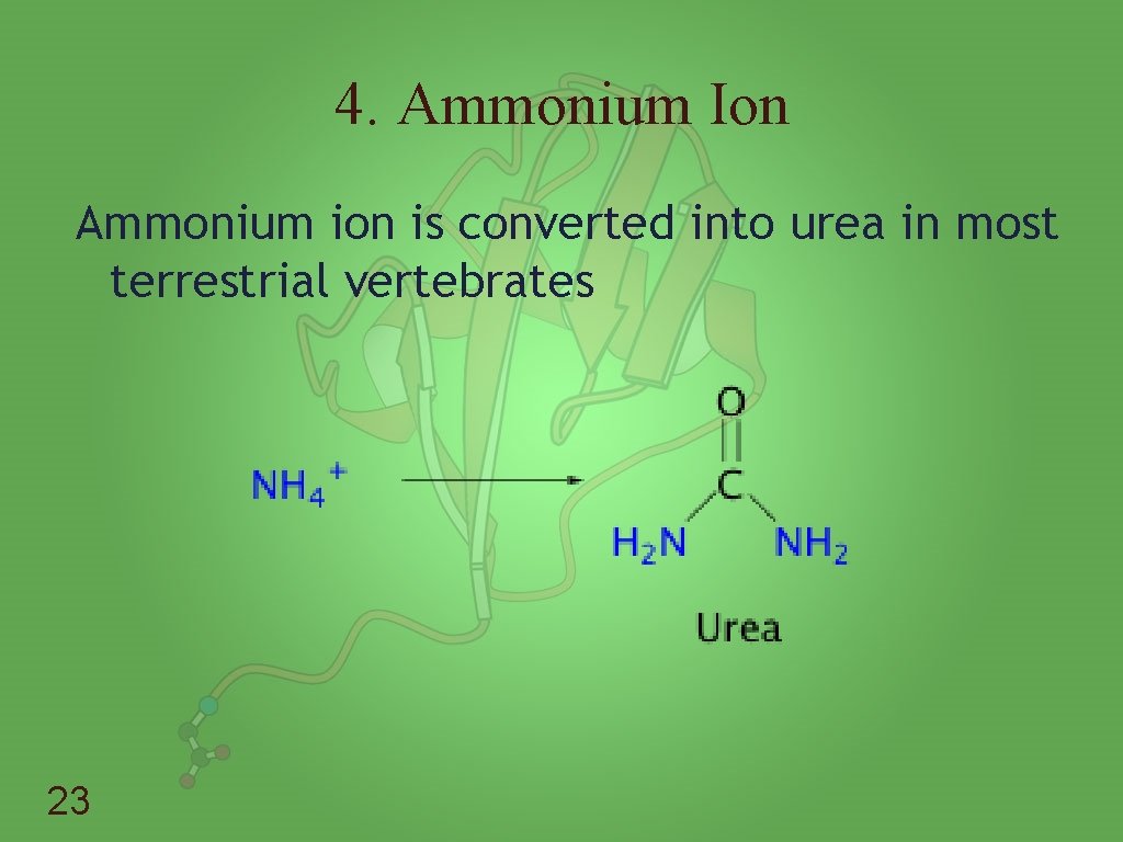 4. Ammonium Ion Ammonium ion is converted into urea in most terrestrial vertebrates 23