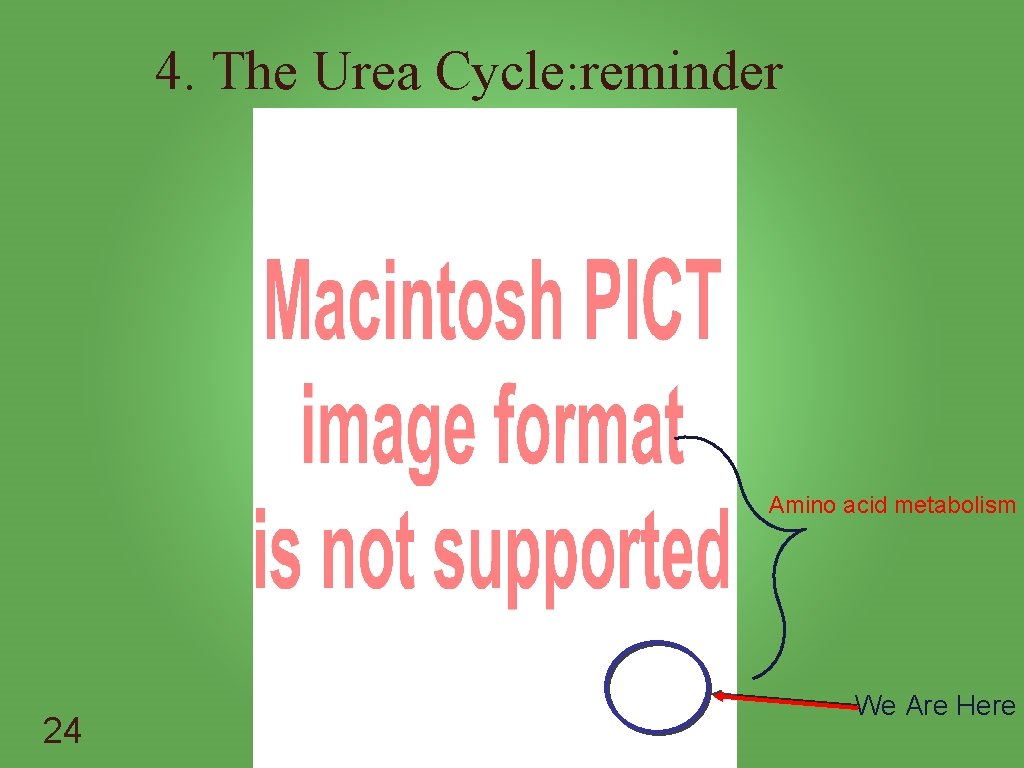 4. The Urea Cycle: reminder Amino acid metabolism 24 We Are Here 