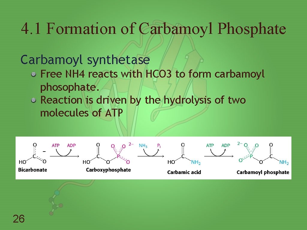 4. 1 Formation of Carbamoyl Phosphate Carbamoyl synthetase Free NH 4 reacts with HCO