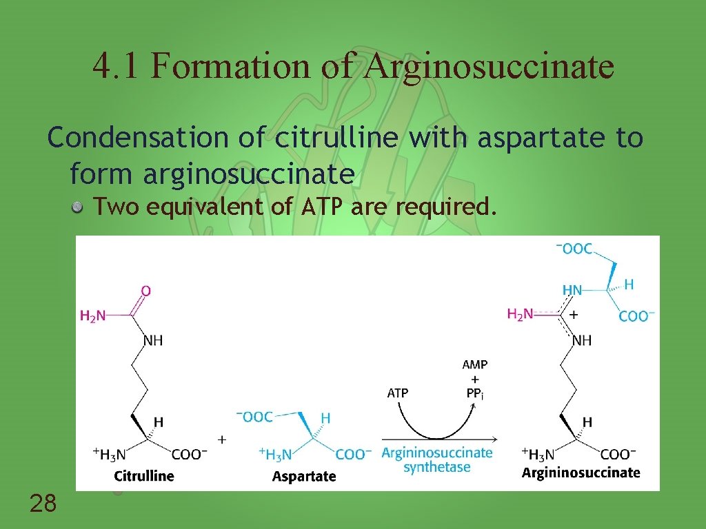 4. 1 Formation of Arginosuccinate Condensation of citrulline with aspartate to form arginosuccinate Two