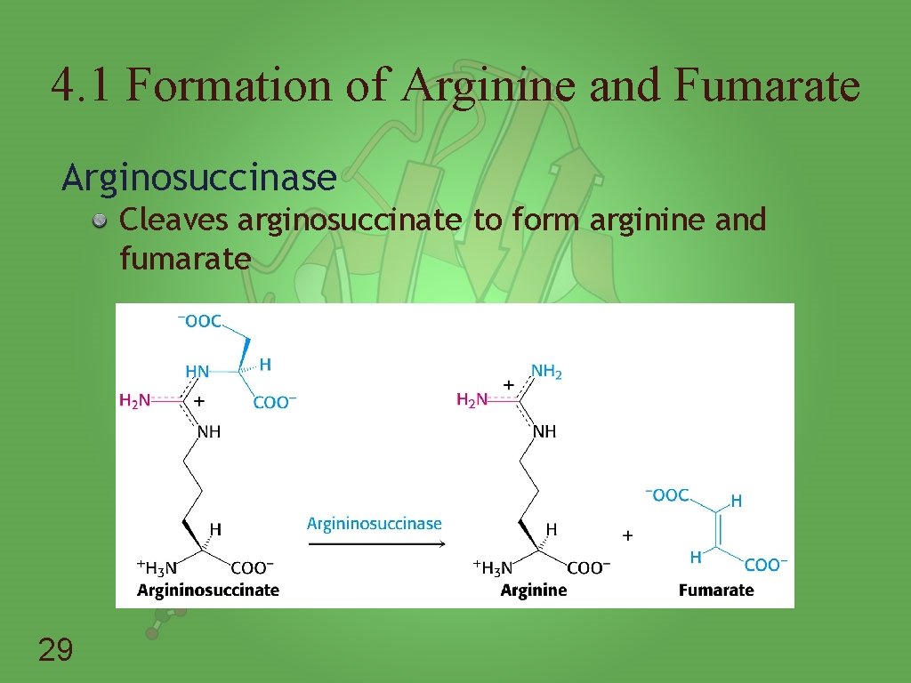 4. 1 Formation of Arginine and Fumarate Arginosuccinase Cleaves arginosuccinate to form arginine and