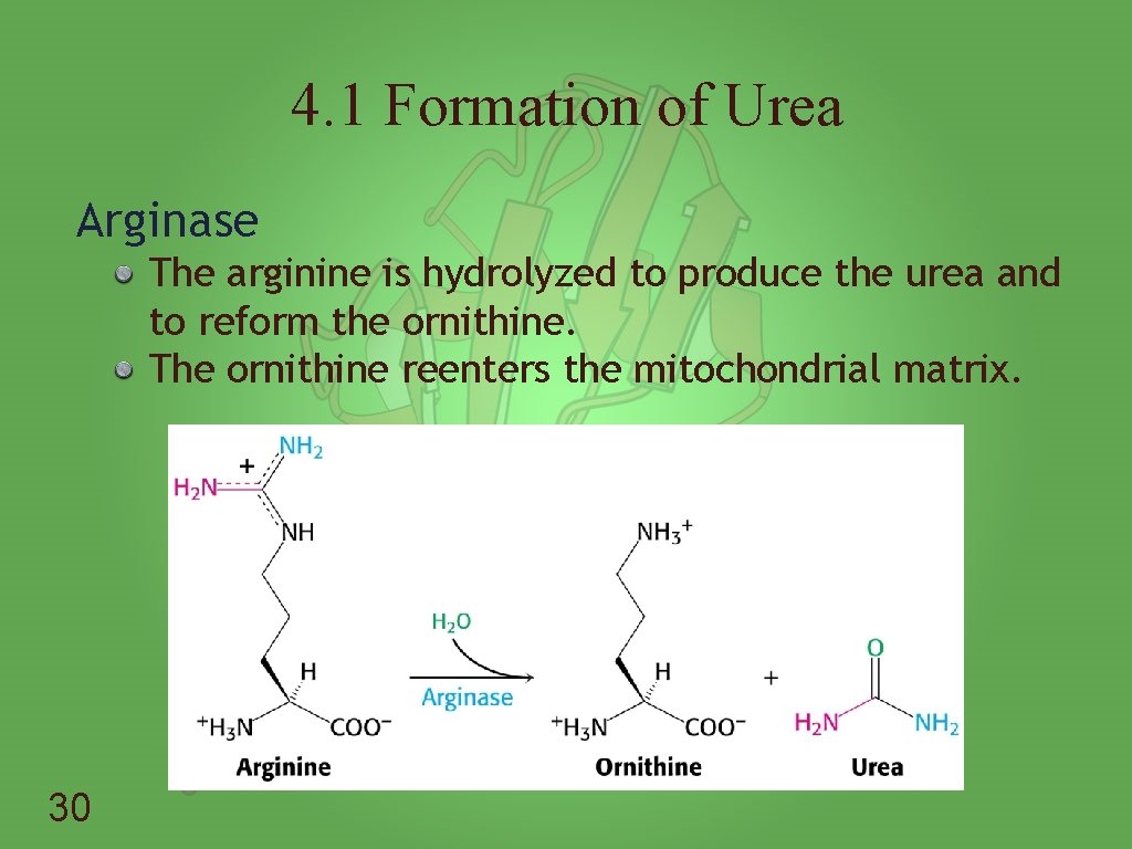 4. 1 Formation of Urea Arginase The arginine is hydrolyzed to produce the urea