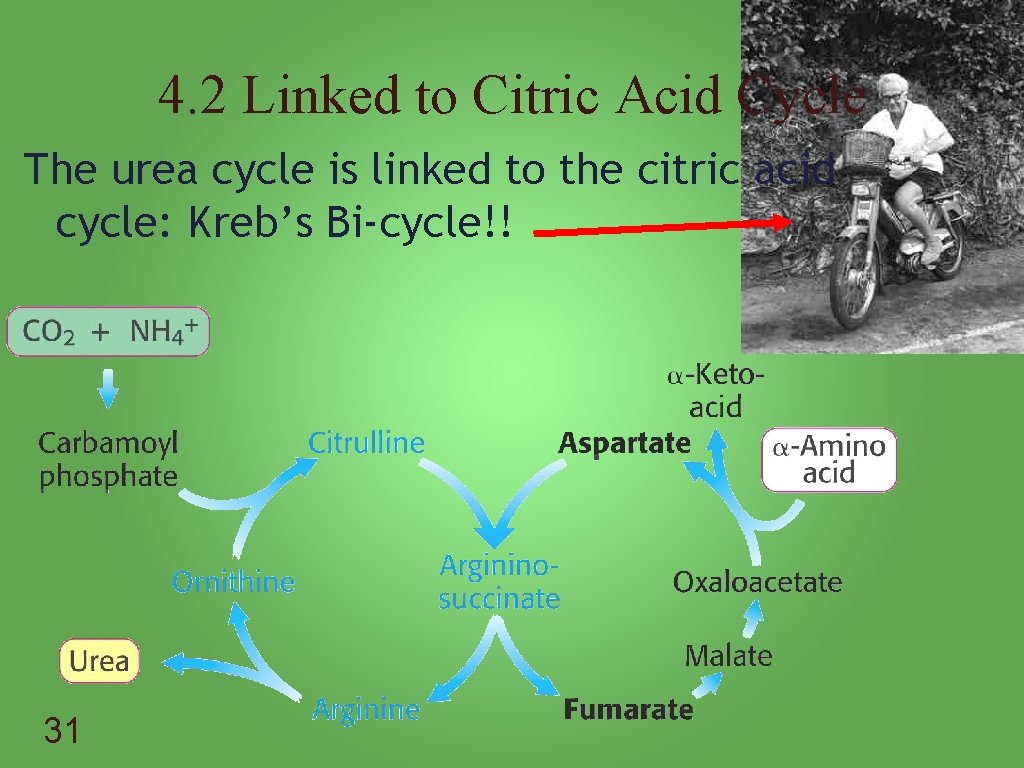 4. 2 Linked to Citric Acid Cycle The urea cycle is linked to the