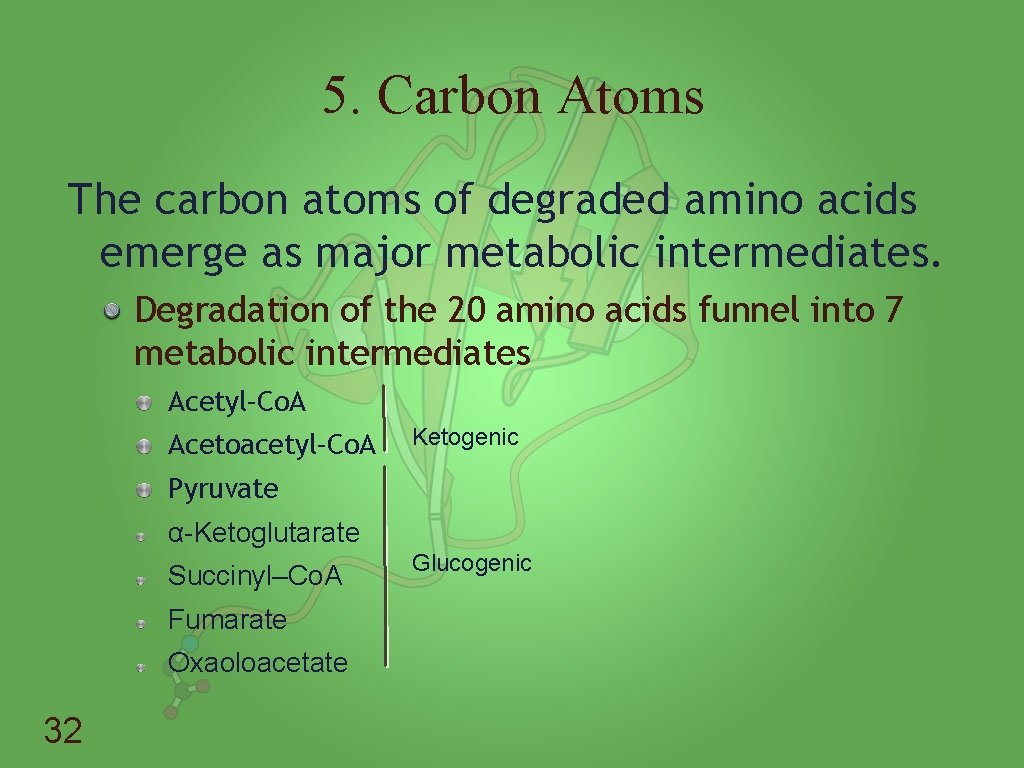 5. Carbon Atoms The carbon atoms of degraded amino acids emerge as major metabolic