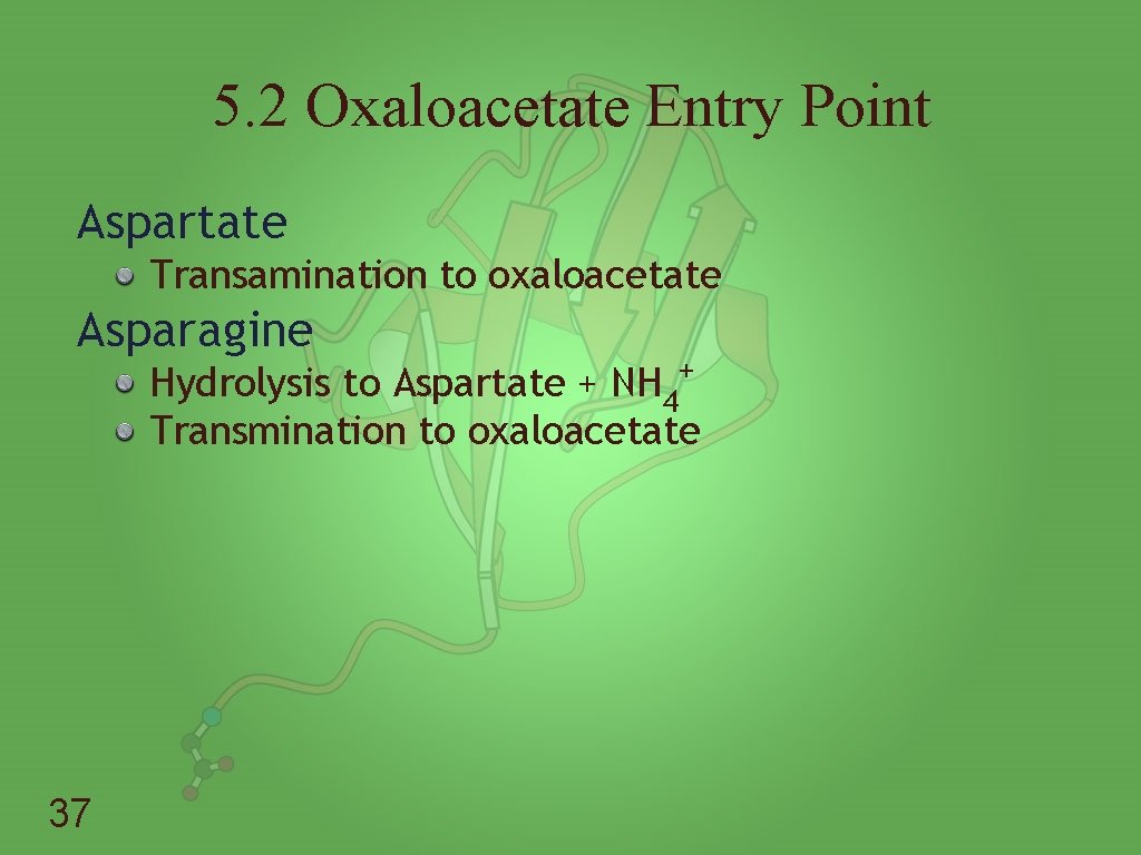 5. 2 Oxaloacetate Entry Point Aspartate Transamination to oxaloacetate Asparagine Hydrolysis to Aspartate +