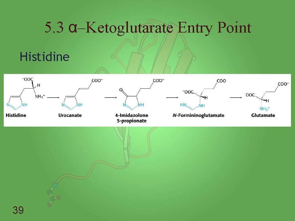 5. 3 α–Ketoglutarate Entry Point Histidine 39 