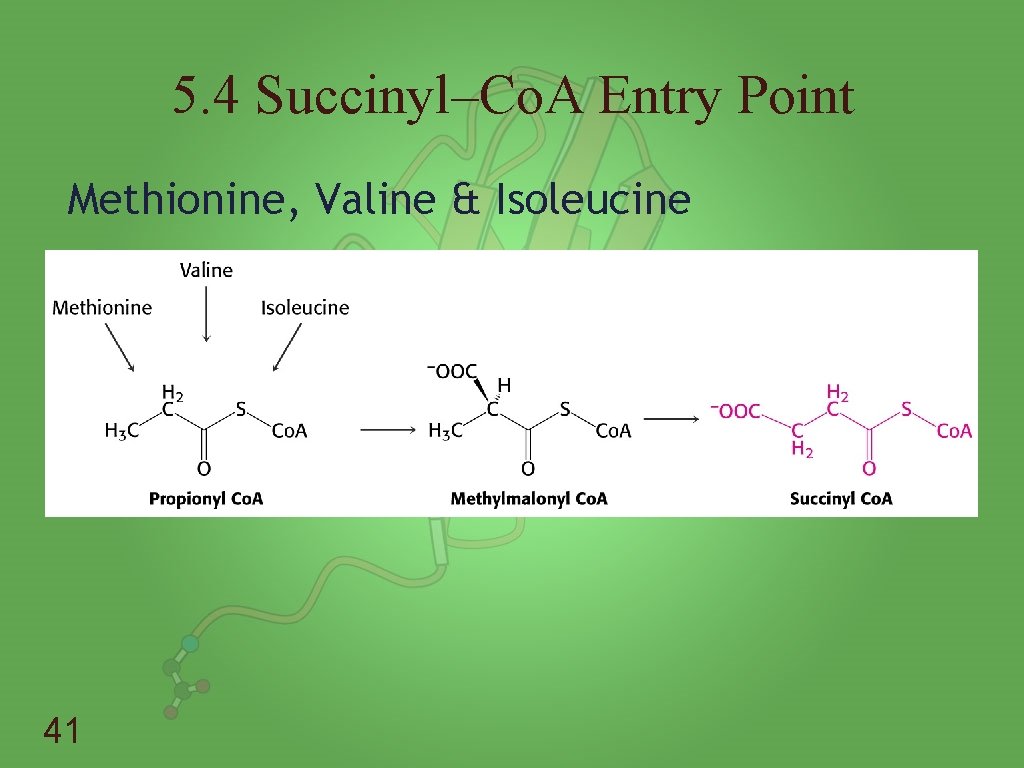 5. 4 Succinyl–Co. A Entry Point Methionine, Valine & Isoleucine 41 