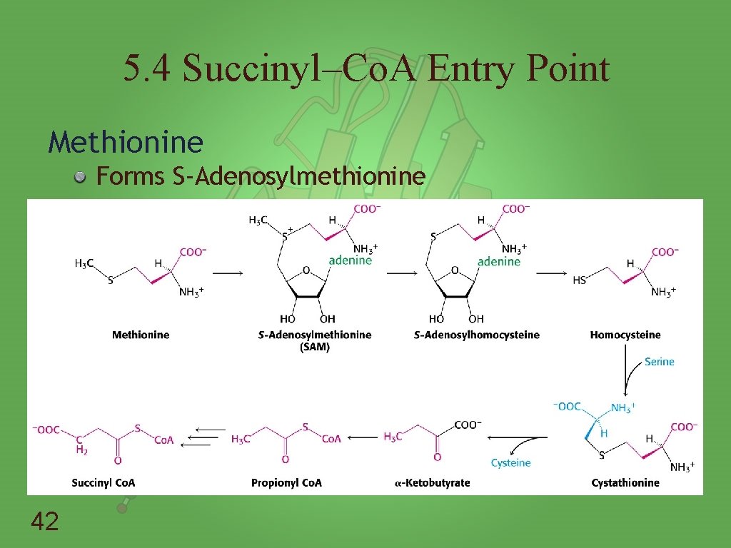 5. 4 Succinyl–Co. A Entry Point Methionine Forms S-Adenosylmethionine 42 