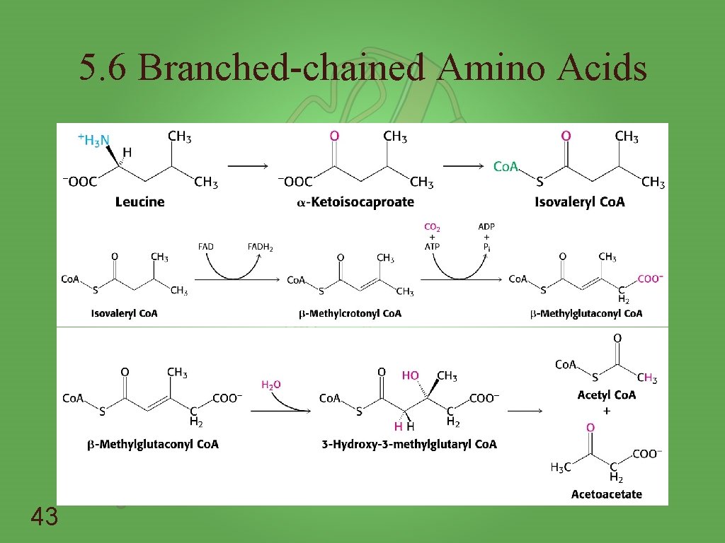 5. 6 Branched-chained Amino Acids 43 