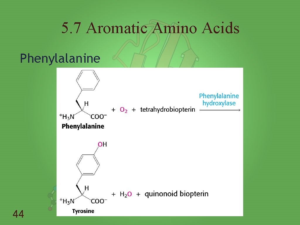 5. 7 Aromatic Amino Acids Phenylalanine 44 