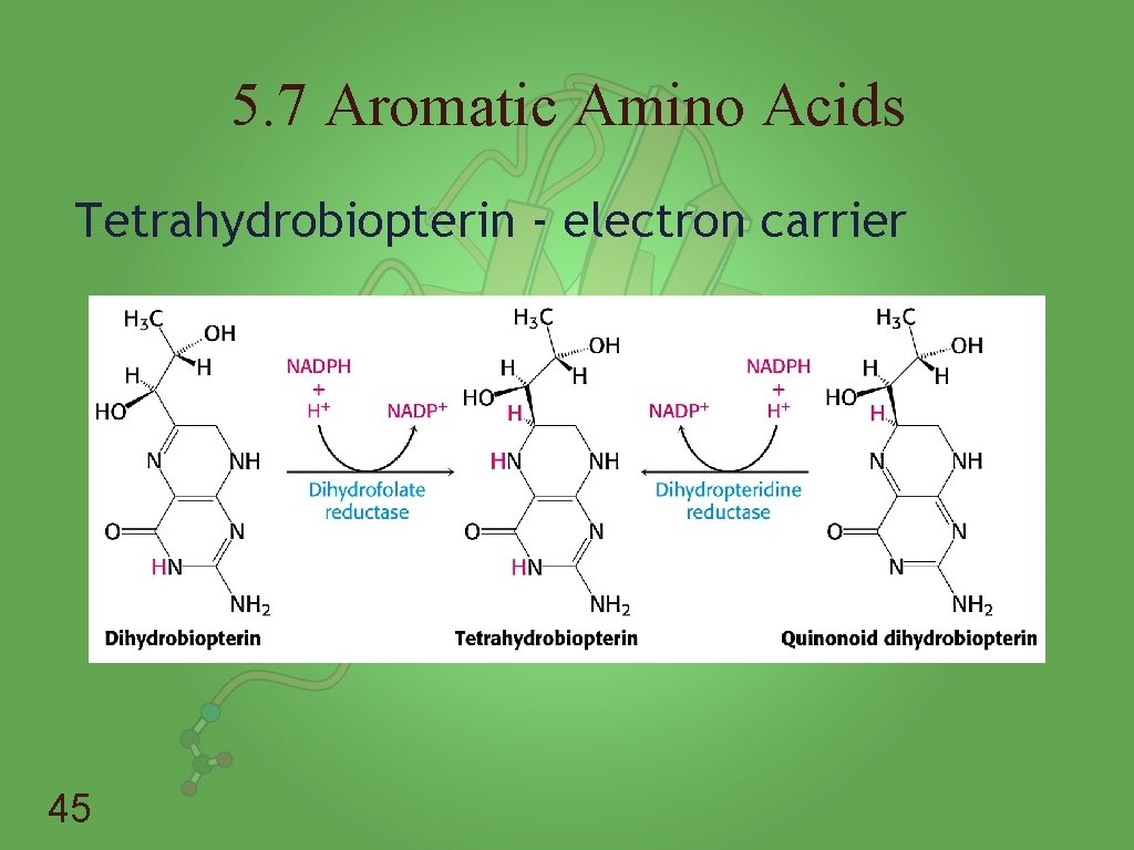 5. 7 Aromatic Amino Acids Tetrahydrobiopterin - electron carrier 45 