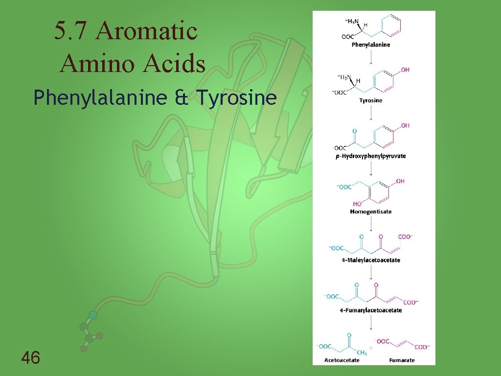5. 7 Aromatic Amino Acids Phenylalanine & Tyrosine 46 