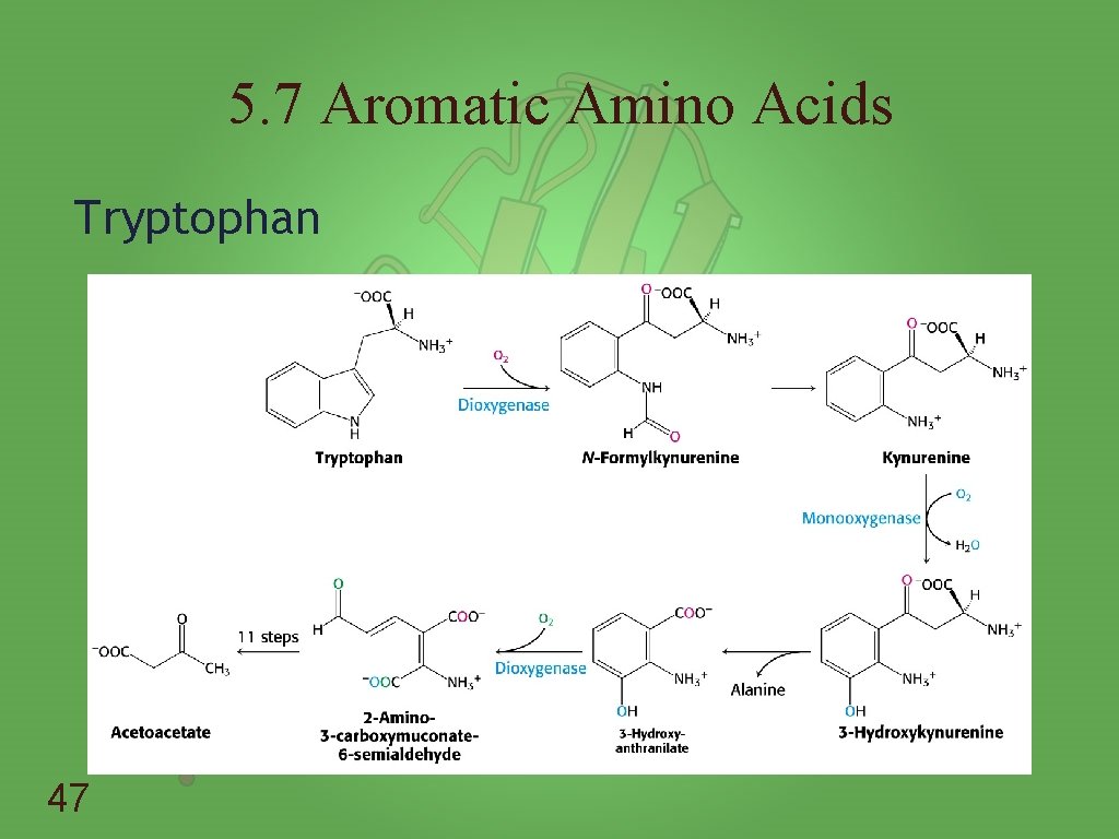 5. 7 Aromatic Amino Acids Tryptophan 47 