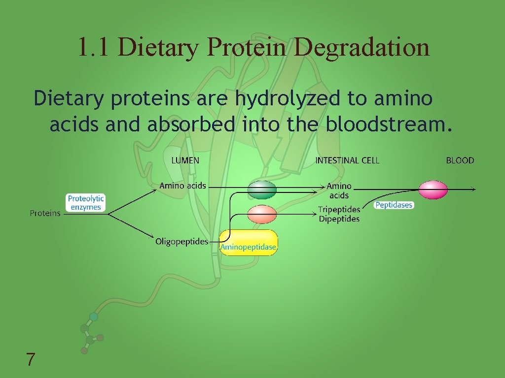 1. 1 Dietary Protein Degradation Dietary proteins are hydrolyzed to amino acids and absorbed