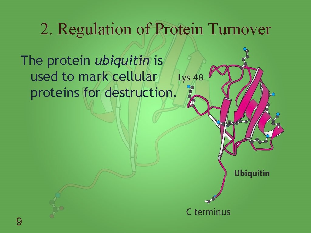 2. Regulation of Protein Turnover The protein ubiquitin is used to mark cellular proteins