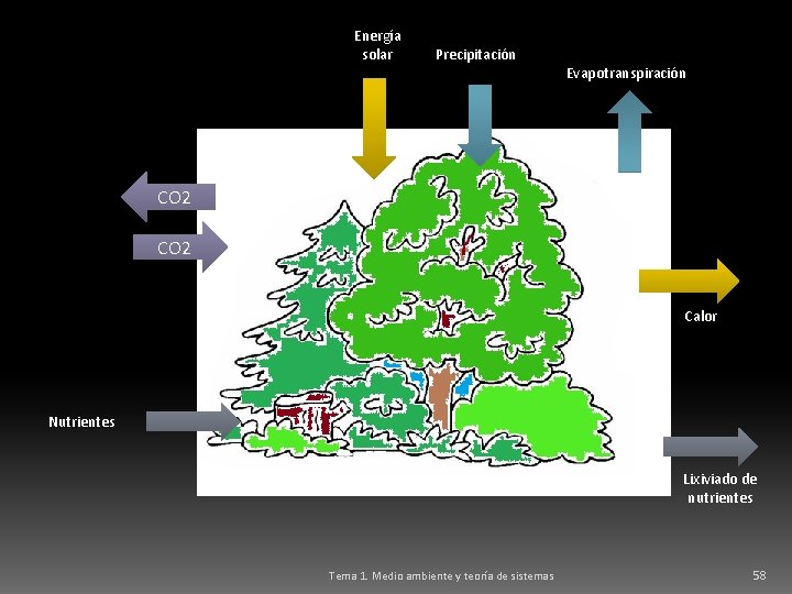 Energía solar Precipitación Evapotranspiración CO 2 Calor Nutrientes Lixiviado de nutrientes Tema 1. Medio