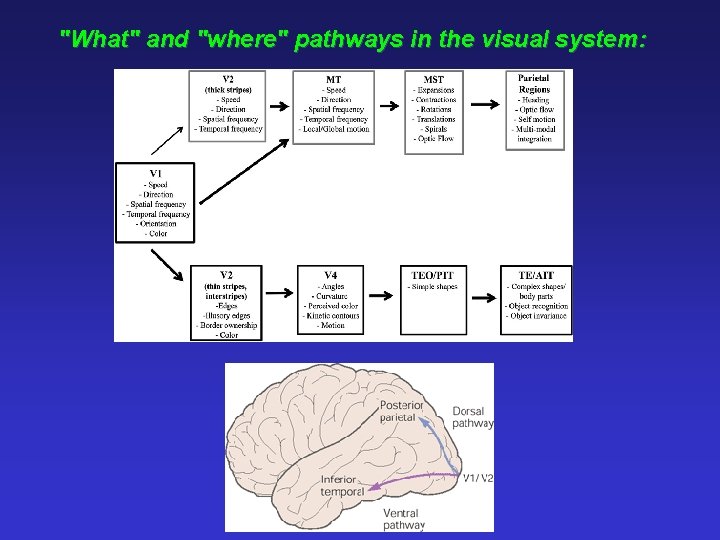 "What" and "where" pathways in the visual system: 