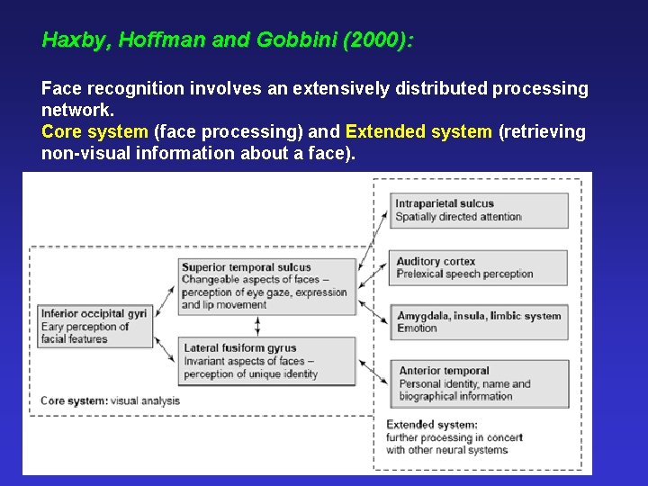 Haxby, Hoffman and Gobbini (2000): Face recognition involves an extensively distributed processing network. Core