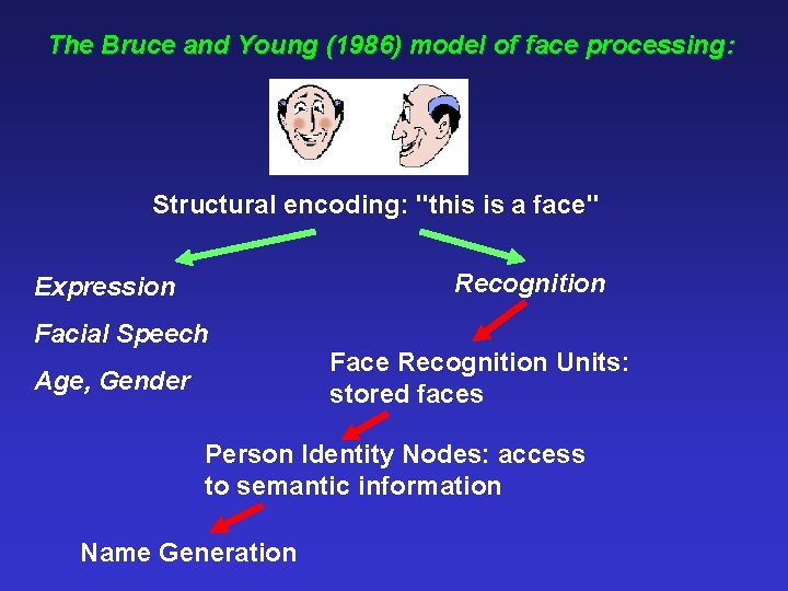 The Bruce and Young (1986) model of face processing: Structural encoding: "this is a
