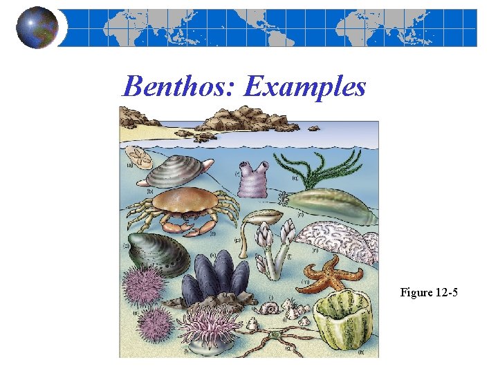 Benthos: Examples Figure 12 -5 Benthos: Examples Figure 12 -5