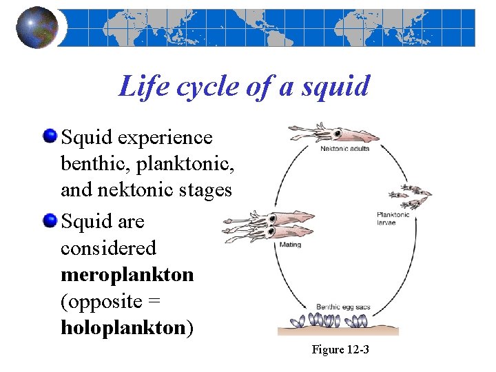 Life cycle of a squid Squid experience benthic, planktonic, and nektonic stages Squid are Life cycle of a squid Squid experience benthic, planktonic, and nektonic stages Squid are