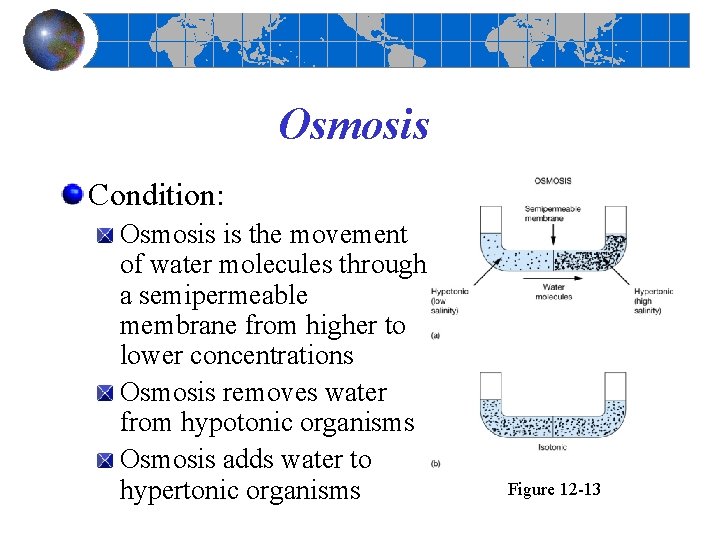 Osmosis Condition: Osmosis is the movement of water molecules through a semipermeable membrane from Osmosis Condition: Osmosis is the movement of water molecules through a semipermeable membrane from