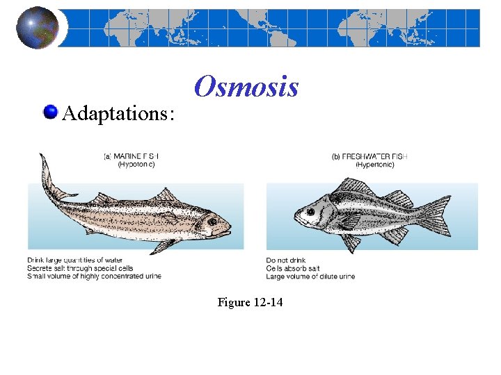 Adaptations: Osmosis Figure 12 -14 Adaptations: Osmosis Figure 12 -14