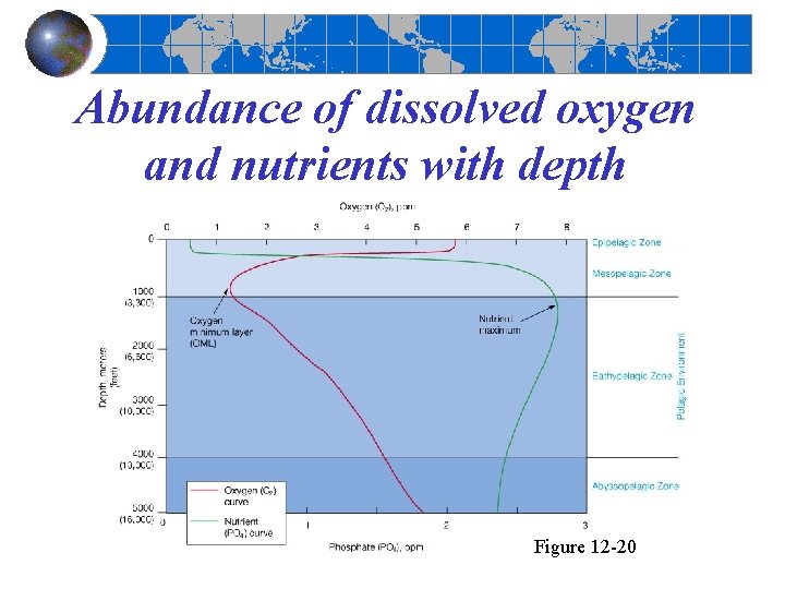 Abundance of dissolved oxygen and nutrients with depth Figure 12 -20 Abundance of dissolved oxygen and nutrients with depth Figure 12 -20