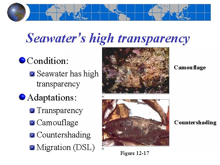 Seawater’s high transparency Condition: Camouflage Seawater has high transparency Adaptations: Transparency Camouflage Countershading Migration Seawater’s high transparency Condition: Camouflage Seawater has high transparency Adaptations: Transparency Camouflage Countershading Migration