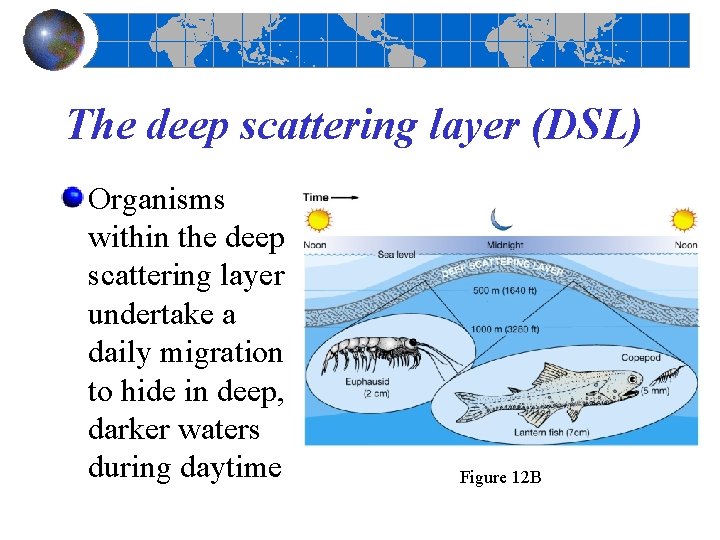 The deep scattering layer (DSL) Organisms within the deep scattering layer undertake a daily The deep scattering layer (DSL) Organisms within the deep scattering layer undertake a daily