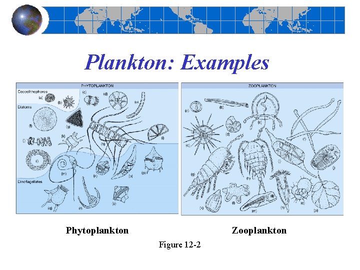 Plankton: Examples Phytoplankton Zooplankton Figure 12 -2 Plankton: Examples Phytoplankton Zooplankton Figure 12 -2