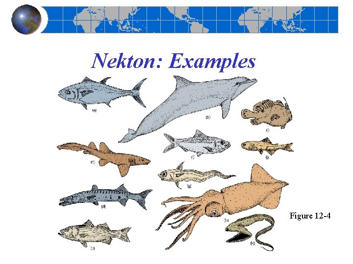 Nekton: Examples Figure 12 -4 Nekton: Examples Figure 12 -4