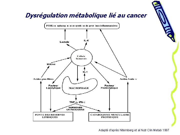 Dysrégulation métabolique lié au cancer Adapté d’après Nitemberg et al Nutr Clin Metab 1997
