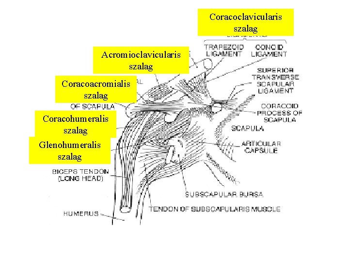 Coracoclavicularis szalag Acromioclavicularis szalag Coracoacromialis szalag Coracohumeralis szalag Glenohumeralis szalag 