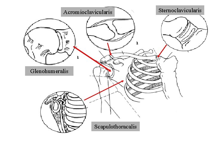 Sternoclavicularis Acromioclavicularis Clavicula Scapula Glenohumeralis Humerus Scapulothoracalis Sternum 