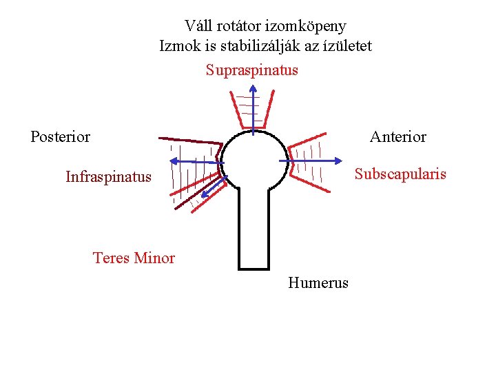 Váll rotátor izomköpeny Izmok is stabilizálják az ízületet Supraspinatus Posterior Anterior Subscapularis Infraspinatus Teres
