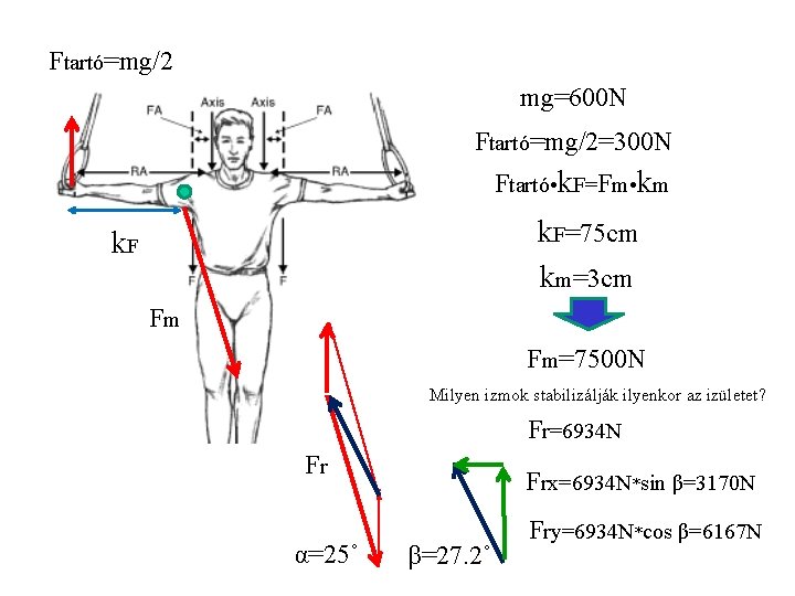 Ftartó=mg/2 mg=600 N Ftartó=mg/2=300 N Ftartó • k. F=Fm • km k. F=75 cm