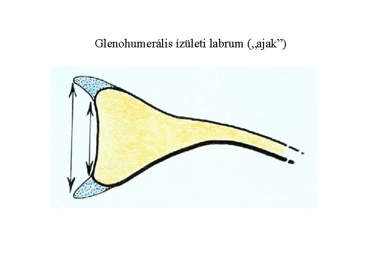 Glenohumerális ízületi labrum („ajak”) 