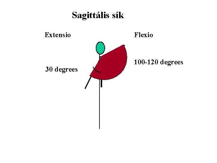 Sagittális sík Extensio 30 degrees Flexio 100 -120 degrees 