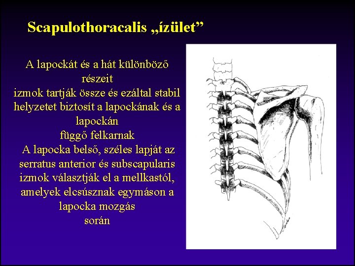 Scapulothoracalis „ízület” A lapockát és a hát különböző részeit izmok tartják össze és ezáltal