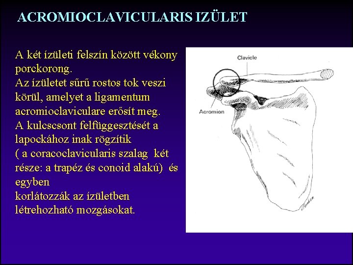 ACROMIOCLAVICULARIS IZÜLET A két ízületi felszín között vékony porckorong. Az ízületet sűrű rostos tok