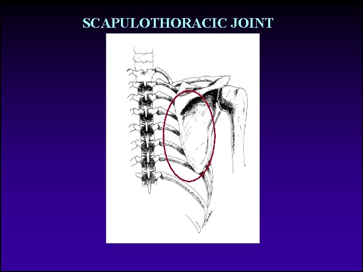 SCAPULOTHORACIC JOINT 