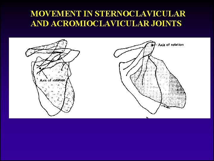 MOVEMENT IN STERNOCLAVICULAR AND ACROMIOCLAVICULAR JOINTS 