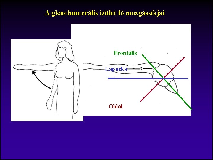 A glenohumerális izület fő mozgássíkjai Frontális Lapocka Oldal 