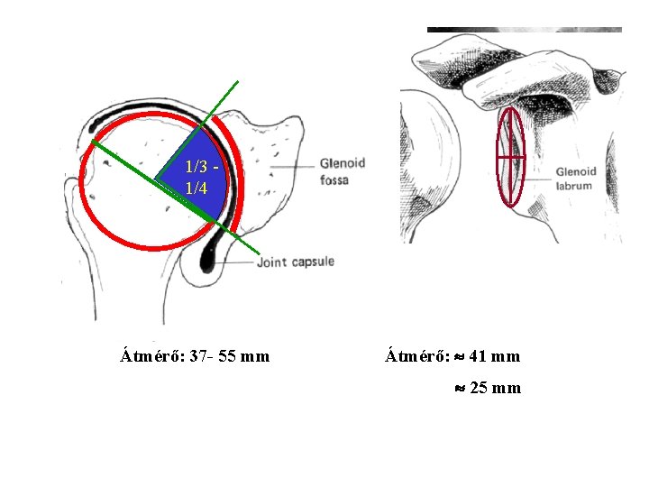 1/3 1/4 Átmérő: 37 - 55 mm Átmérő: 41 mm 25 mm 