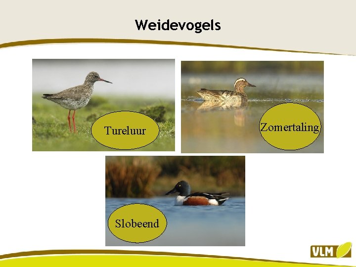 Weidevogels Tureluur Slobeend Zomertaling 